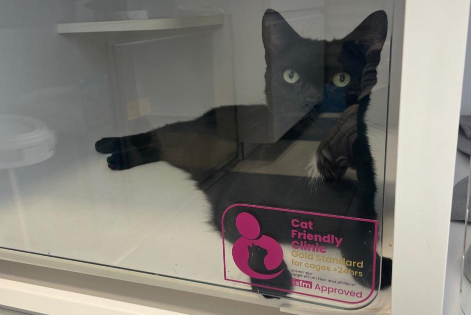 Fundmeldung Katze rassenmischung Männliche Rennes Frankreich