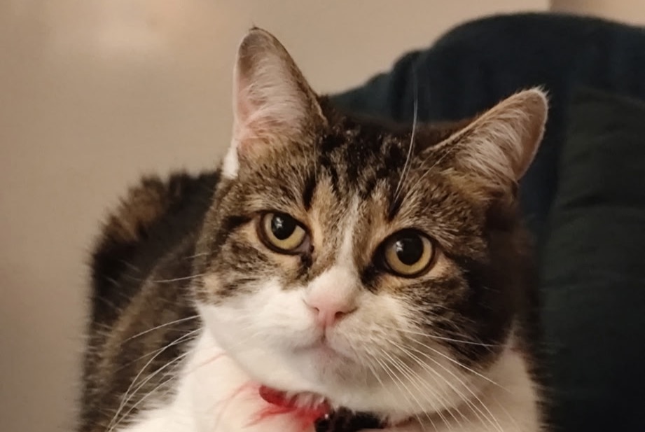 Alerte Disparition Chat Femelle , 10 ans La Rochelle France