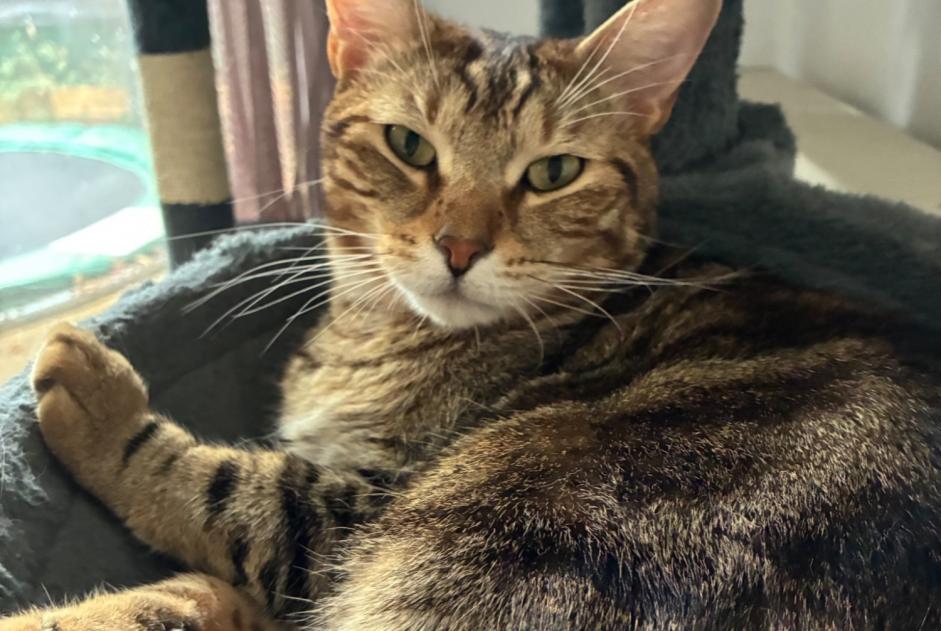 Alerte Disparition Chat Mâle , 3 ans Chartres France Alerte Disparition Chat Mâle , 3 ans Chartres France