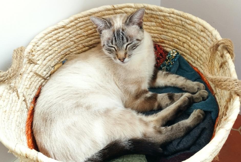 Alerte Disparition Chat Mâle , 3 ans Albine France
