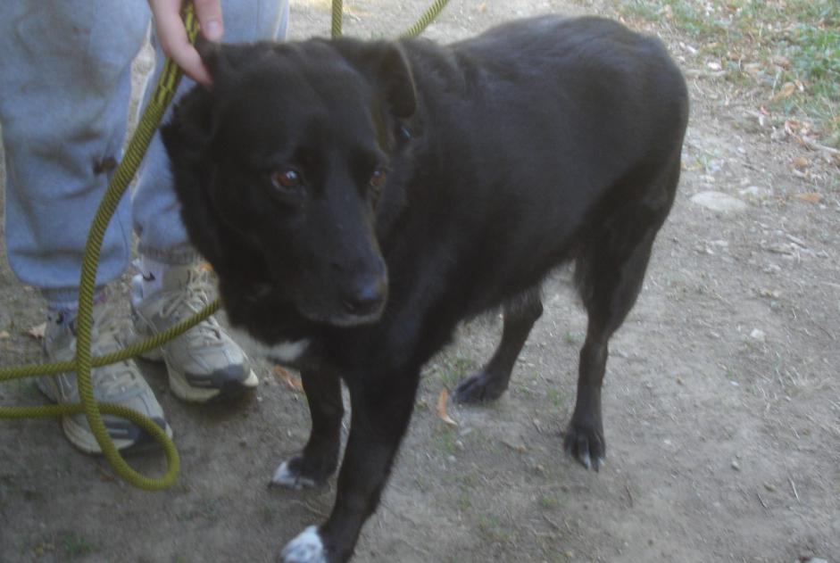 Alerte Découverte Chien  Femelle Saint-Amans-Soult France